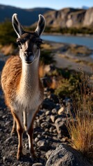 Obraz premium Guanaco Portrait in Patagonia Chile Facing Camera Landscape.