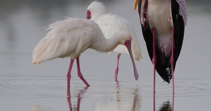 Wide pan of an African Spoonbill (Platalea alba) wading near a Yellow-billed Stork in shallow lake water at daytime in Kenya