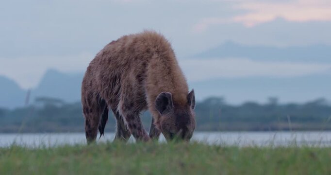 Close-up of spotted hyena (Crocuta crocuta) head eating obscured food behind green grass by waterbody and hill in cloudy morning in Kenya