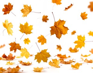 Fototapeta premium Falling autumn leaves against white