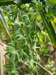 A Unique Green Fern with Curled Leaf Tips