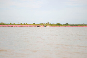 “Red Lotus & Birdwatching Boat Tour – Thale Noi, Phatthalung, Thailand”