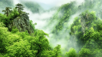 Obraz premium Misty mountain valley shrouded in lush green forests