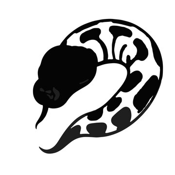 Axanthic Ball Python