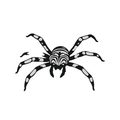 Black Zebra-Tarantula
