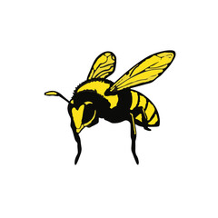 Black Yellow Jacket Animal