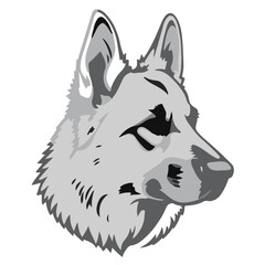 White German Shepherd