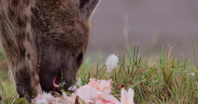 Close-up tilt of of a Spotted Hyena's (Crocuta crocuta) head feeding on carcass in short green grass at daytime in Kenya
