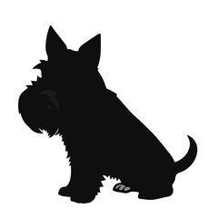 Black Welsh Terrier