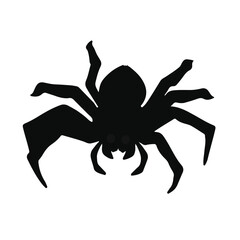 Black Spider Animal