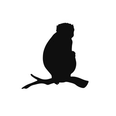 Vervet Monkey - Black