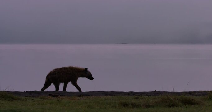 Very wide pan of a Spotted Hyena (Crocuta crocuta) walking along the lakeshore in the savannah at daybreak in Kenya