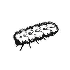 Tussock Moth Caterpillar