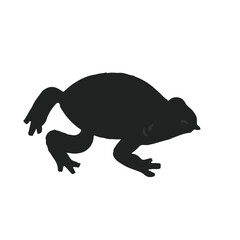 Black Turtle-Frog Illustration