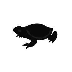 Black Turtle-Frog Design