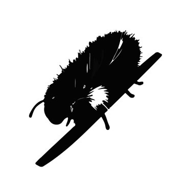 black insect perched on branch clip art preview