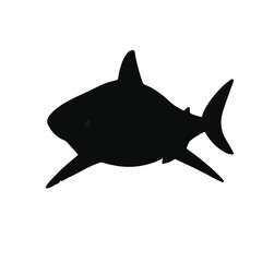 Tiger Shark Marine Creature