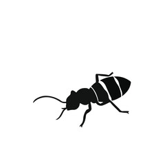 Black and White Termite