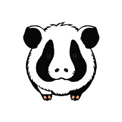 Black Teddy Guinea Pig