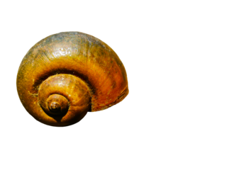 Big round Apple snail (Pila ampullacea) on Transparent Background. is a species of freshwater snail with an operculum, an aquatic gastropod mollusk in the family Ampullariidae
