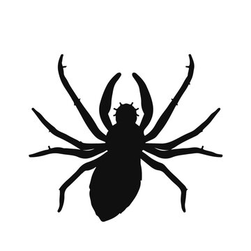 Tarantula Hawk Black