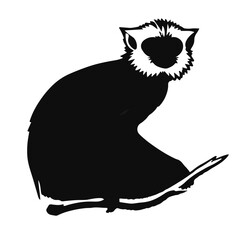 Tamarin Monochrome Image