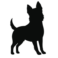 Black Taco Terrier Animal