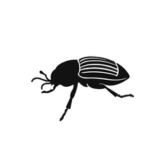 June Beetle Animal