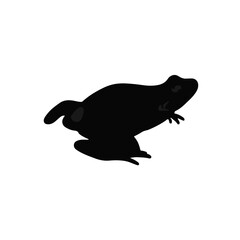 Black Turtle Frog Animal
