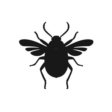 June Beetle Insect