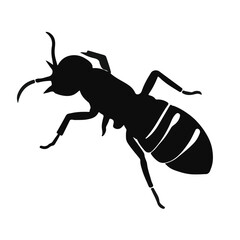 Black Termite Animal