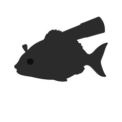 Black Telescope Fish