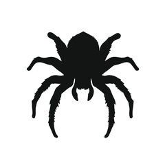 Black Tarantula Animal
