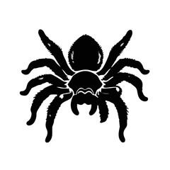 Black Tarantula