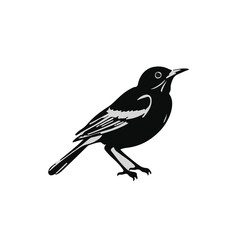 Black and White Thrush