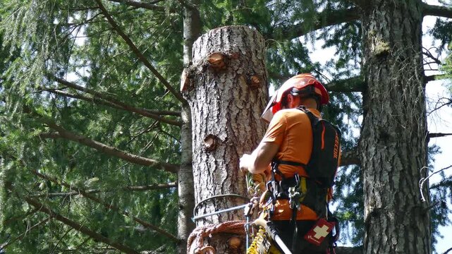 Arborist adjusts straps that attach him to high tree