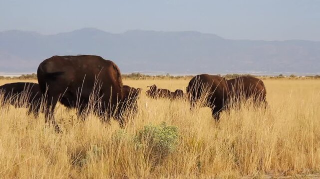 Bison graze in tall grass at Antelope Island State Park, in the middle of the Great Salt Lake in Utah