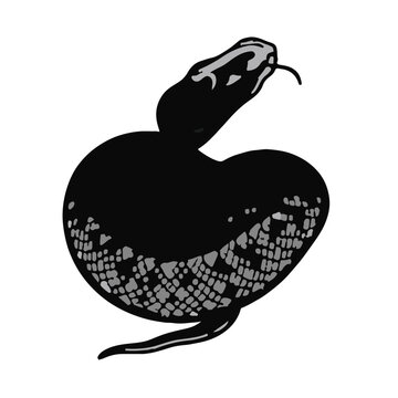 Python-Created Animal
