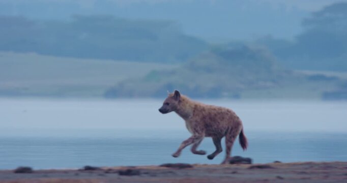 Very wide gimbal tracking of spotted hyena (Crocuta crocuta) running into waterbody towards flamingos flying off in cloudy morning in Kenya