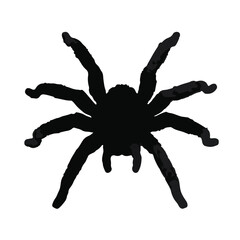 Brazilian Black Tarantula