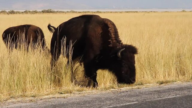 Bison graze in tall grass at Antelope Island State Park, in the middle of the Great Salt Lake in Utah