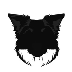 Border-Collie-Mix-Photography