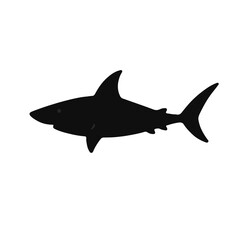 Bonnethead Shark