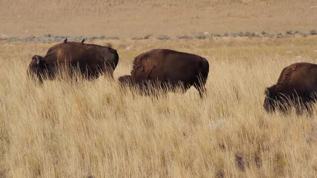 Bison graze in tall grass at Antelope Island State Park in Utah, as birds fly around and land on them