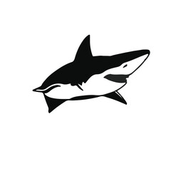 Blacktip Shark Illustration