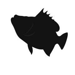 Black Sea Bass Illustration