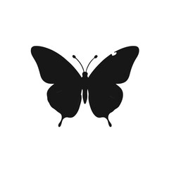 Black Butterfly Animal