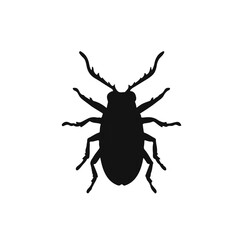 Animation of Furniture Beetle