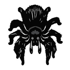 Curly-Haired Tarantula