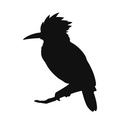 Black Cuckoo Bird
